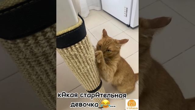 Какая старательная девочка 😂