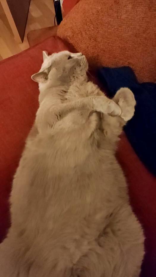 Котейка на релаксе