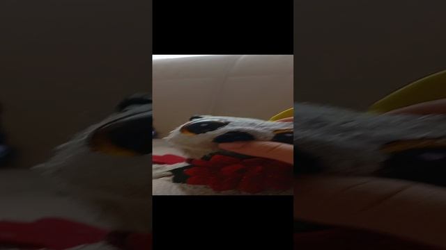 новый диван бибрик