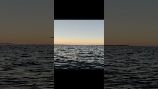 чайки