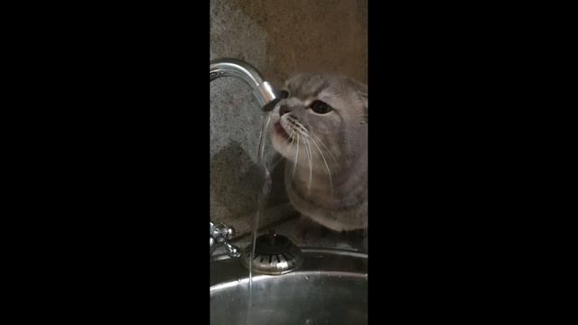 Russian Cat Drinking from a Kitchen Sink
