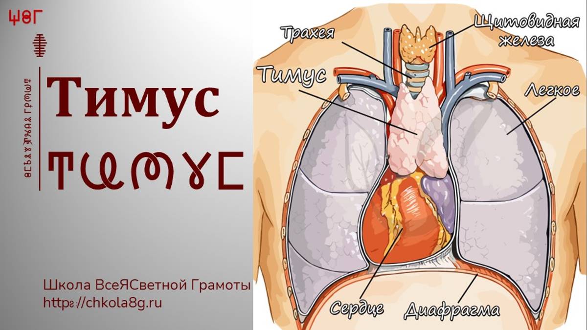 Тимус. Вилочковая Железа. ВсеЯСветная Грамота