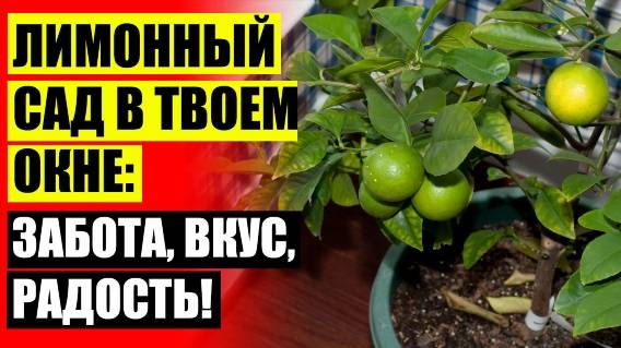 ⭐ Вырастить из косточки лимон ❗