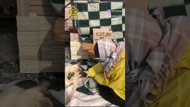 Тёплый дом для серебряных псов в Сургуте  🐕❤️🏠