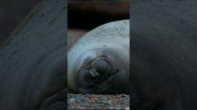 Тюлень сладко дремлет на теплом песке у воды