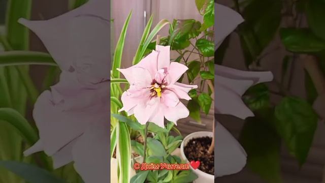 С днём Учителя!👨🏫🌺