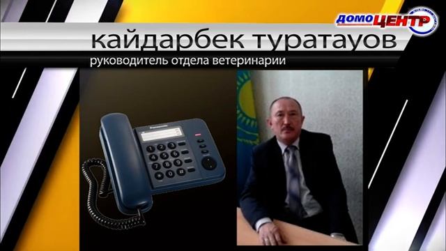 24 часа 11 01 19 Массовый падеж голубей