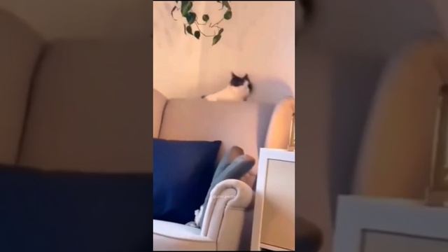 подборка смешных видео с котами🥰#животные #коты #собаки #смешныеживотные