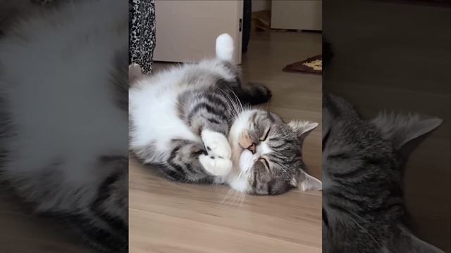 Спасибки от котейки 🐱