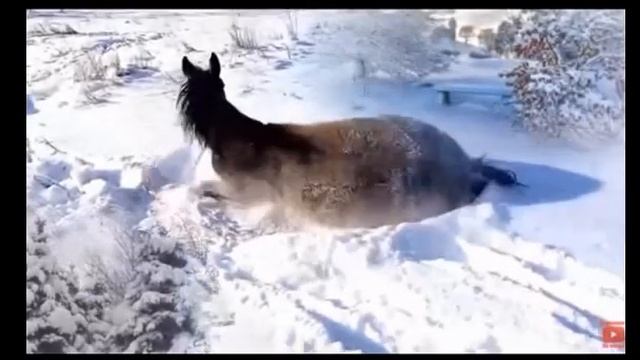 Буря Стихи Анна Жмычкова, муз. и исп. Самуил Фрумович