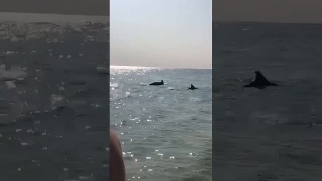 дельфины🐬