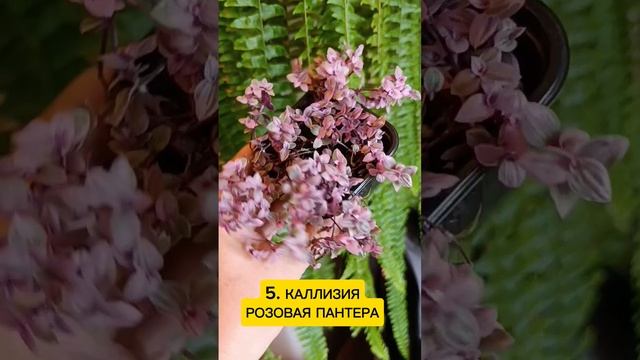 9 сортов в горшочках.