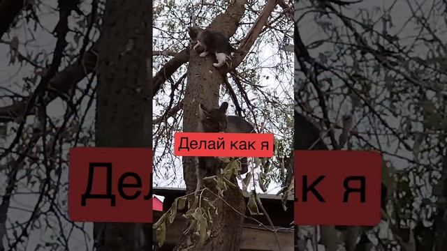 ДЕЛАЙ КАК Я