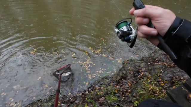 Форель в КРХ Водопад