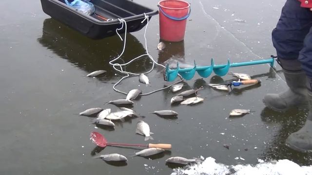 Карасевый рай! Fishing for carp!