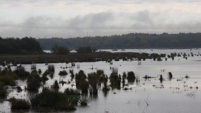 Бекас, наблюдение птиц в Новгородской области, Ушерско, 5 октября 2024