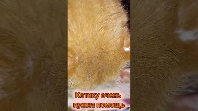 Котофей хочет, но не может