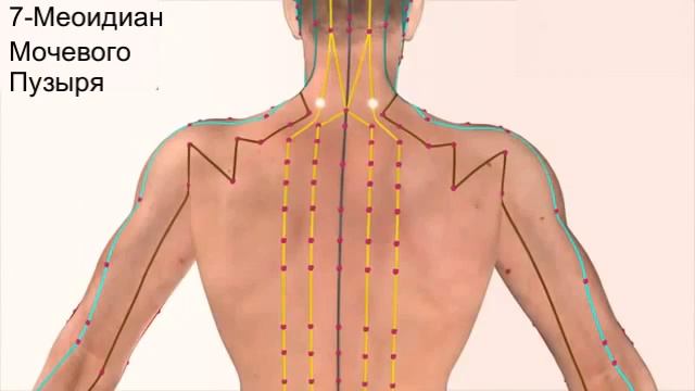 ▼ 12 парных Меридианов Человека