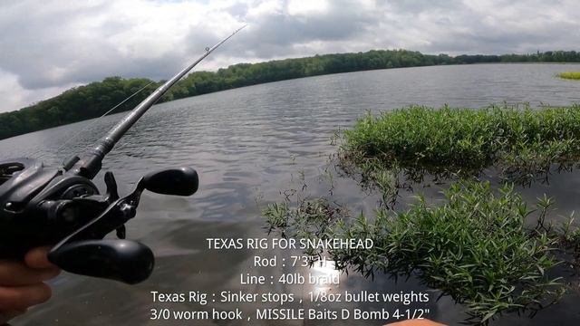 Crossbow Fishing VS Texas Rig Fishing For Snakehead ▏Bass Fishing