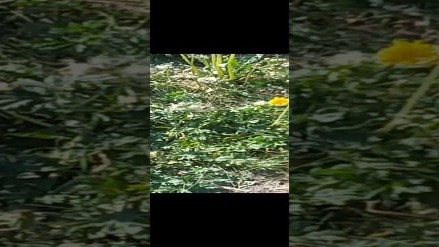 VID_20240616_090457 (1).mp4