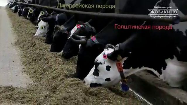 ВАКИНСКОЕ АГРО