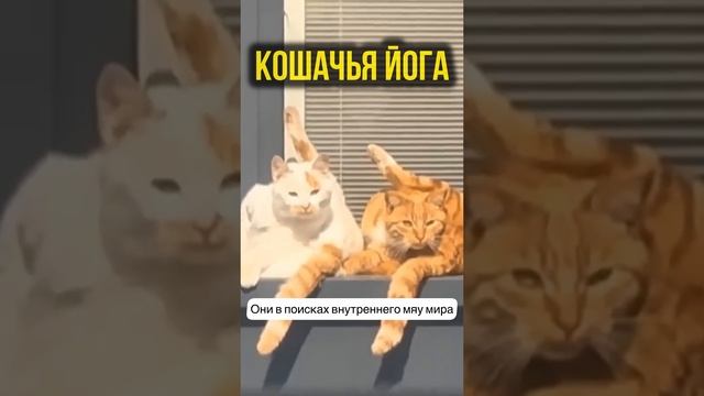 Кошачья Йога