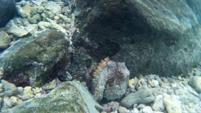 Octopus cleans itself @ Bandos, Maldives