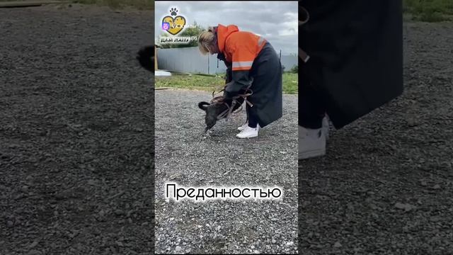 Центр помощи бездомным животным Переправа Сургут 🥰