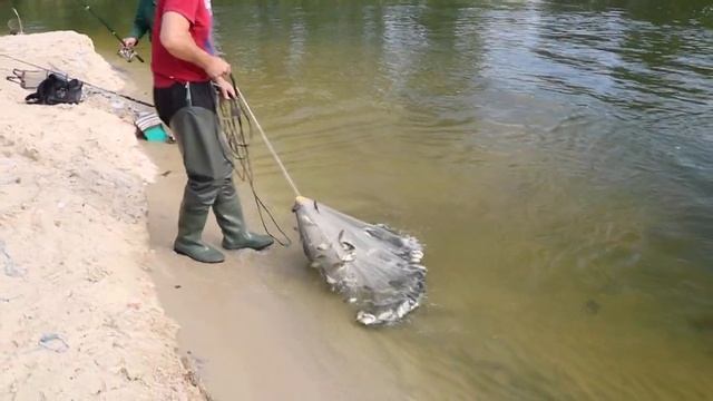 Ловля тиляпии в Днепре