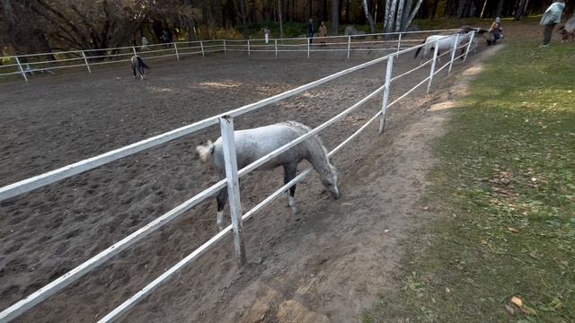 Лошади, какие же они красивые