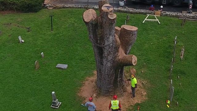 Life of 600-year-old oak tree comes full circle