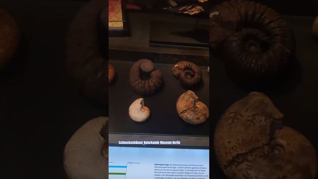 Schneckenhäuser Naturkunde Museum Berlin @DJ-Discriminator-sperrer #museum #schnecken #wissen