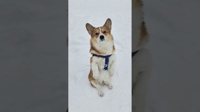 Корги трюк Зайка  #коржмарти #корги #дрессировка #зима #рек #тренды #corgi #dog #dogtraining