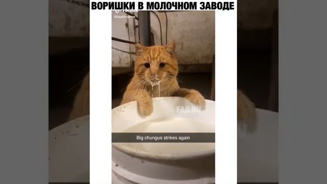 воришки в молочном заводе