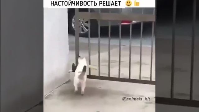 настойчивость решает