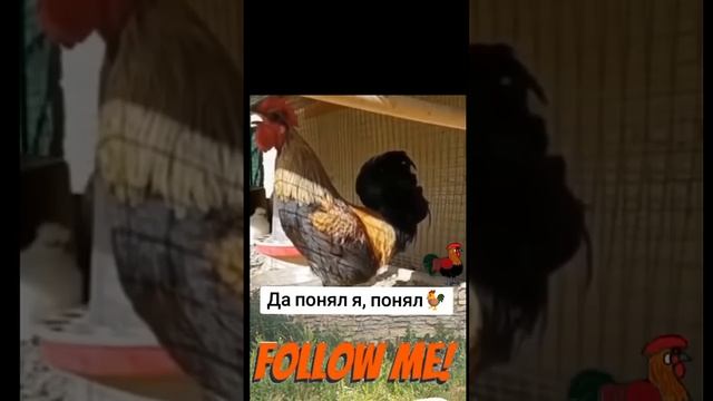 Y2mate.mx-6_00 PM 🐓 #funnymemes #funny #озвучка #funnypictures #реакция #memes #юмор #рекомендации