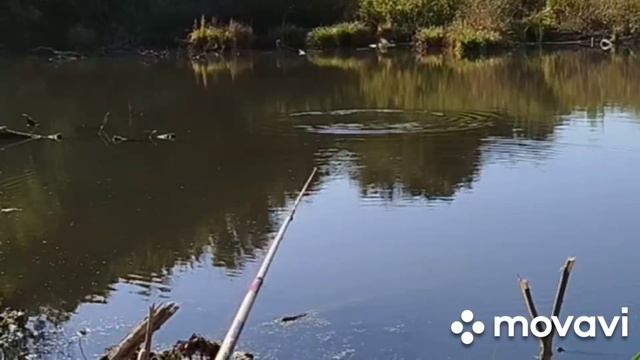 ❗Рыбалка в Курске на карасика 🎣 03.10.2024 г. ❗