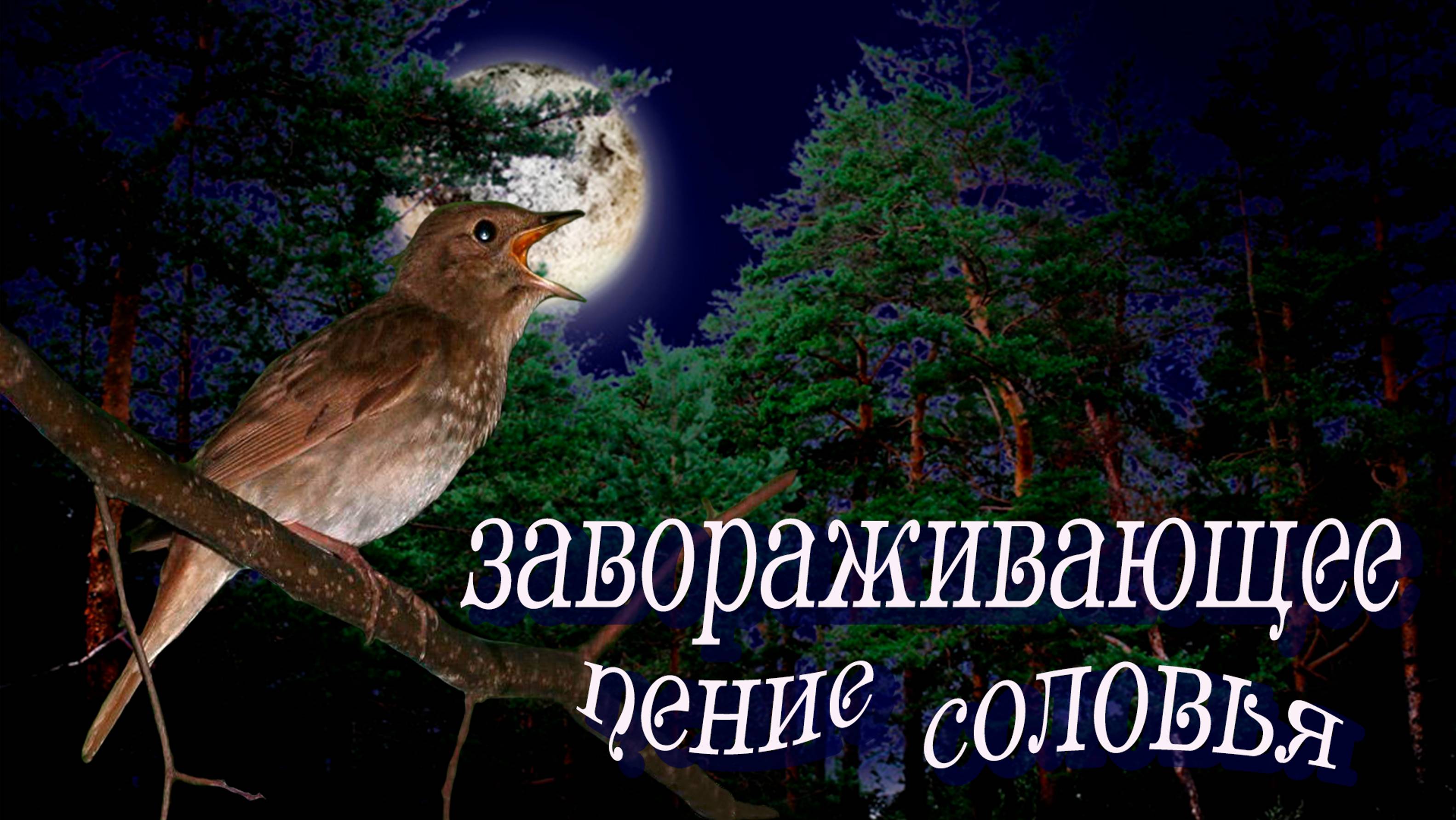 🐦🎶ЗАВОРАЖИВАЮЩЕЕ ПЕНИЕ СОЛОВЬЯ 🐦ТИХОЙ ЛЕТНЕЙ НОЧЬЮ🌝СНИМЕТ ГОЛОВНУЮ БОЛЬ,УБЕРЁТ СТРЕСС