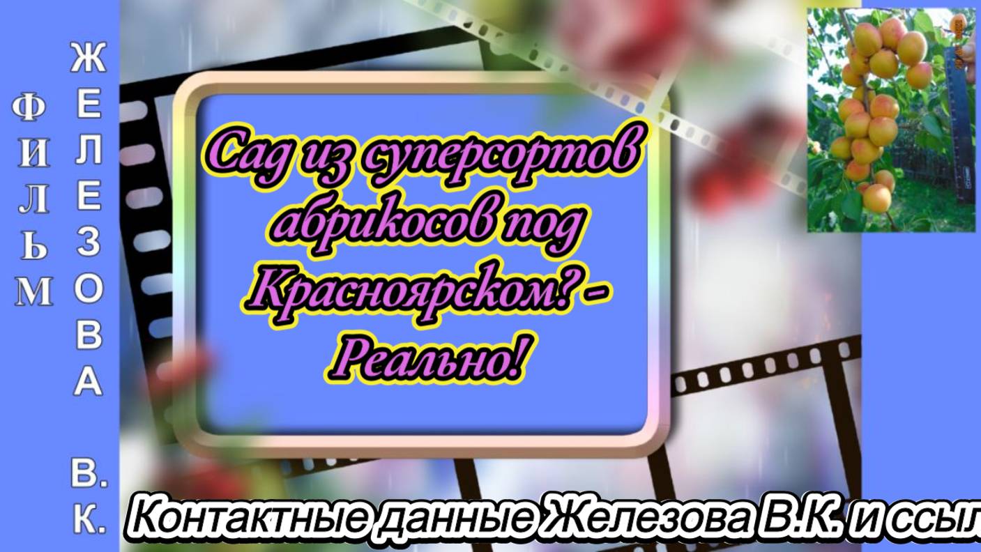 Сад из суперсортов абрикосов под Красноярском - Реально!