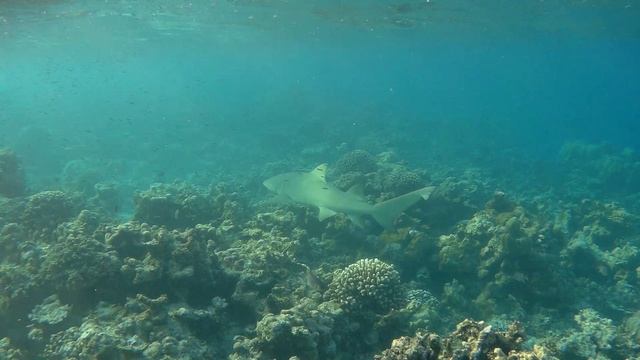 Большие акулы @ Eriyadu, Maldives