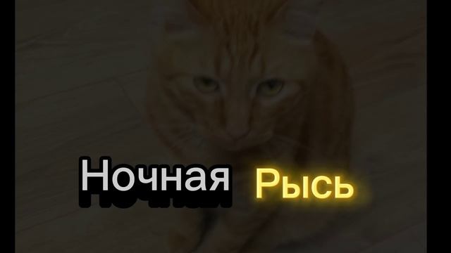 кв имя для моего кота)