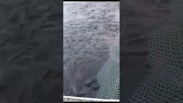 #БРОКОНЪЕРСТВО!!!!