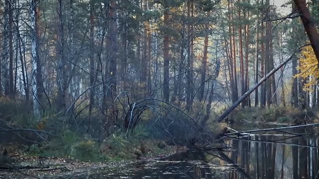 Тихая река в лесу около Старопышминска