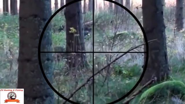 WILD BOAR HUNTING !  Охота на кабана с прицелом