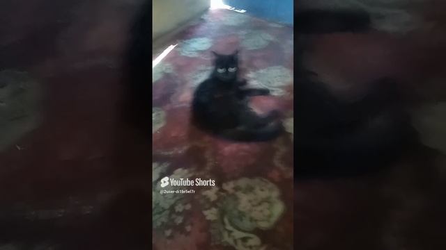 Котёнок.mp4