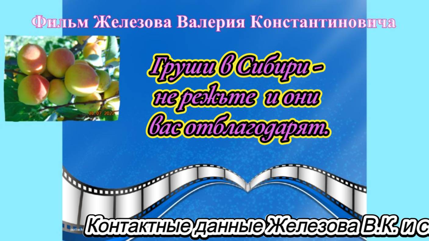 Груши в Сибири - не режьте  и они вас отблагодарят.