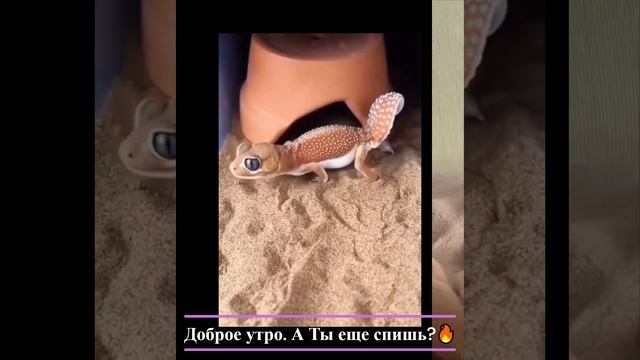 ✅Доброе утро ✅🔥а Ты еще спишь?🔥