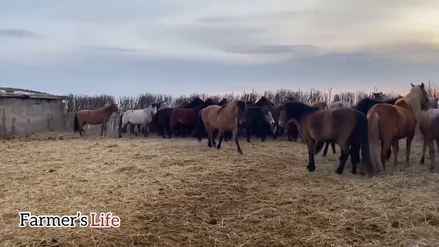 Мұғалжар жылқысының мінезі | Mugalzhar horse