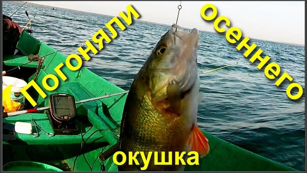 Погоняли осеннего окушка