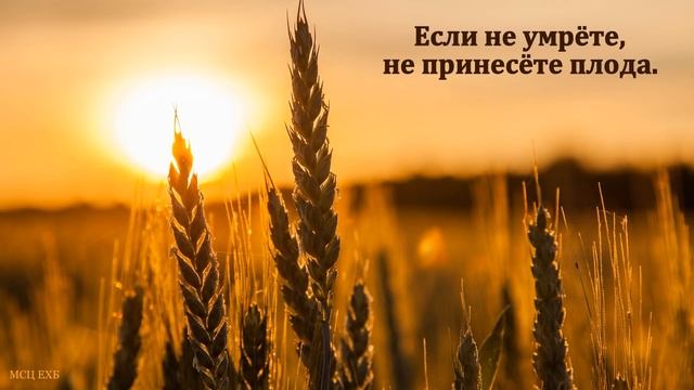 "Если не умрёте, не принесёте плода". В. Я. Фот. МСЦ ЕХБ.